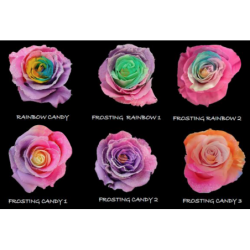 Frosting Candy Tinted Roses