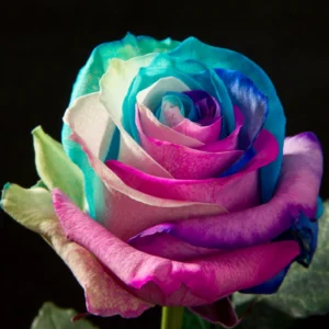 Pink, Blue, Light Blue & White